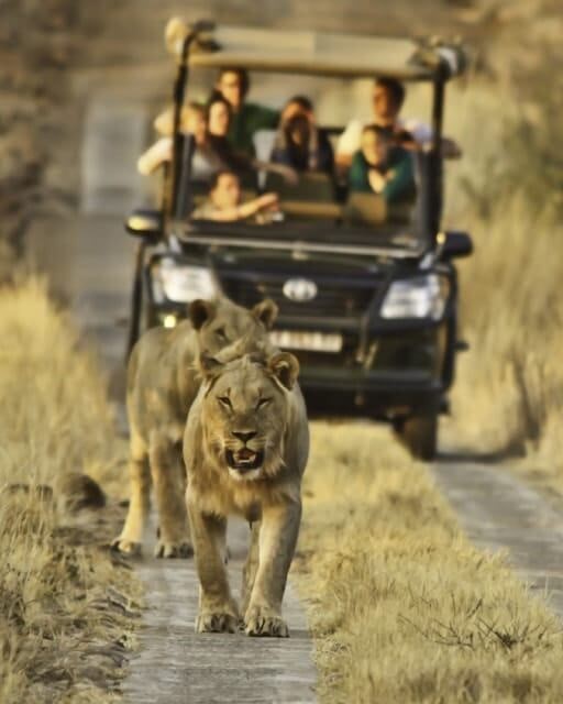 Lydenburg accommodation guesthouse Big Boma photo of lions
